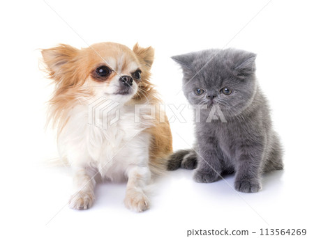 exotic shorthair kitten and chihuahua 113564269