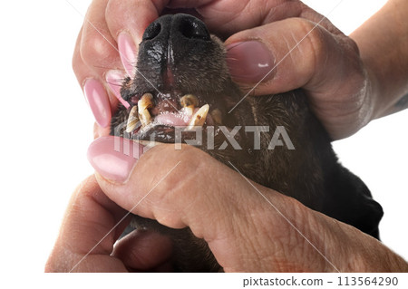tartar teeth of old dog tartar teeth of old dog 113564290