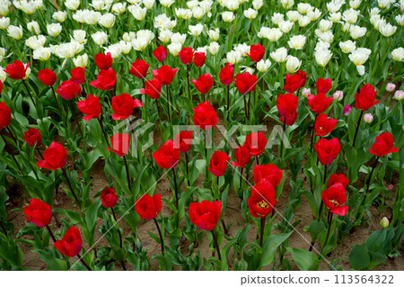 Tulip Tulip 113564322