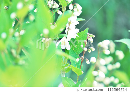  White flower 113564734