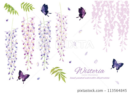 A gentle watercolor touch of wisteria and butterflies background material 113564845