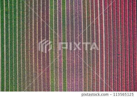 tulip field as seen from above 113565125