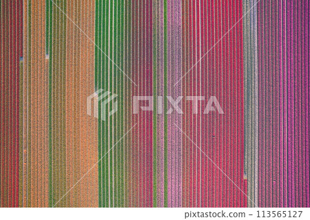 Arial view of colorful tulip field Arial view of colorful tulip field 113565127