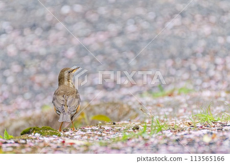 A red-breasted thrush walking through a carpet of cherry blossoms A red-breasted thrush walking through a carpet of cherry blossoms 113565166