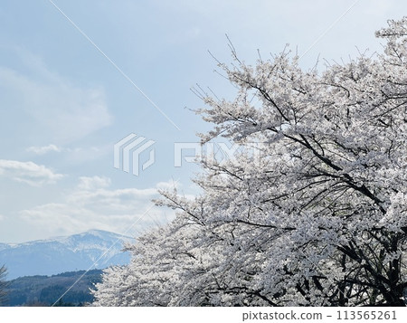 Mount Azuma and cherry blossoms Mount Azuma and cherry blossoms 113565261