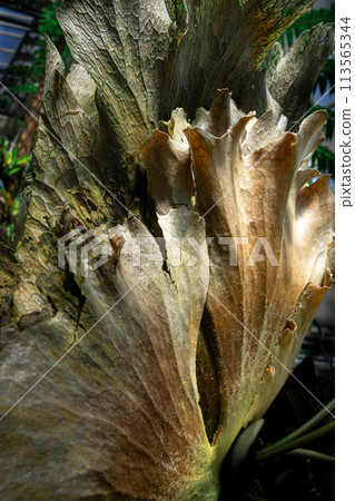 Bika Kushida 113565344