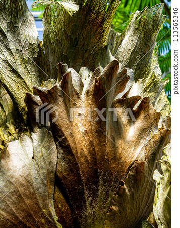 Bika Kushida Bika Kushida 113565346