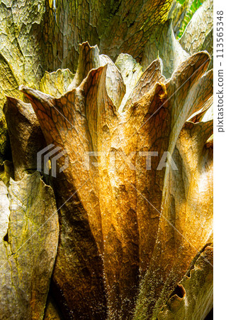 Bika Kushida 113565348