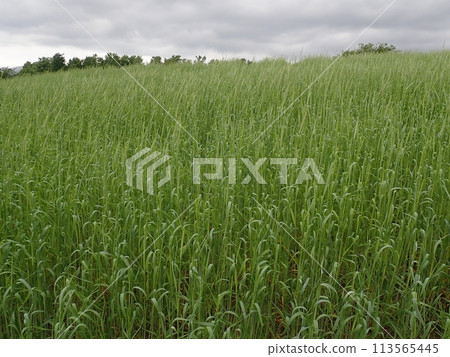 Wheat field with spikes 113565445