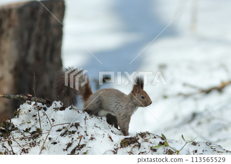 Squirrel in the snow in the forest 113565529