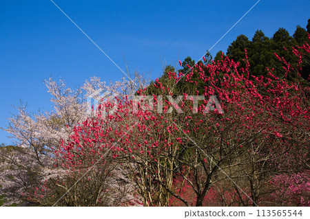 Flowering peaches and weeping cherry blossoms at Saiunji Temple 113565544