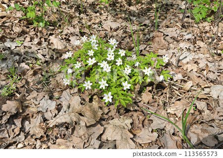bush of white spring flowers bush of white spring flowers 113565573