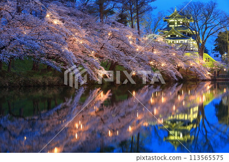 [Niigata Prefecture] Symmetrical cherry blossoms at Takada Castle in full bloom at night (Takada Castle Site Park Cherry Blossom Viewing Association) 113565575