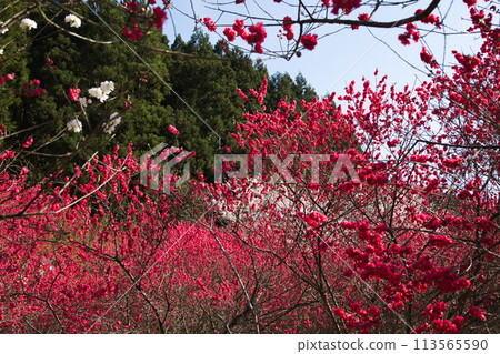 Flowering peaches and weeping cherry blossoms at Saiunji Temple 113565590