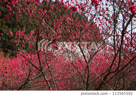 Flowering peaches and weeping cherry blossoms at Saiunji Temple Flowering peaches and weeping cherry blossoms at Saiunji Temple 113565592