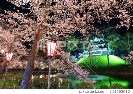 【新潟縣】高田城對稱的夜間櫻花盛開（高田城跡公園賞櫻會） 113565610