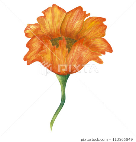 Watercolor illustration of a yellow peony. Hand drawn isolated on white background Watercolor illustration of a yellow peony. Hand drawn isolated on white background 113565849