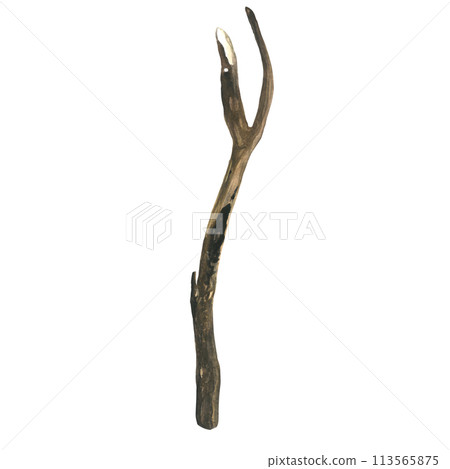 Watercolor illustration of a dry tree branch, hand drawn, isolated on a transparent background 113565875
