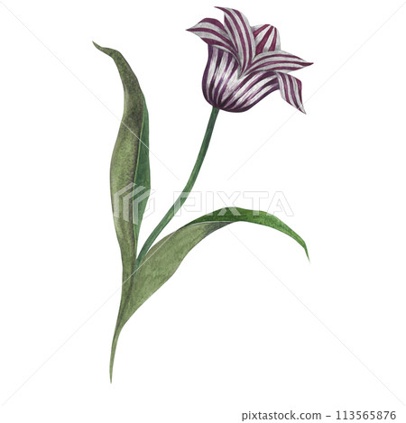 Watercolor illustration of a purple striped tulip with stem and leaves. Hand drawn isolated on white background Watercolor illustration of a purple striped tulip with stem and leaves. Hand drawn isolated on white background 113565876