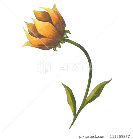 Watercolor illustration of a yellow tulip in retro style. Hand drawn isolated on white background Watercolor illustration of a yellow tulip in retro style. Hand drawn isolated on white background 113565877