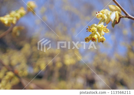 Toshi sickle 113566211