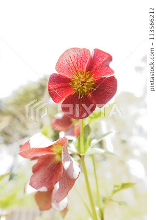 Christmas rose 113566212