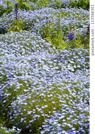 Nemophila blue flower 113566301