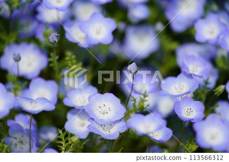 Nemophila blue flower Nemophila blue flower 113566312