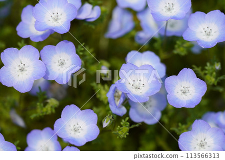 Nemophila blue flower 113566313