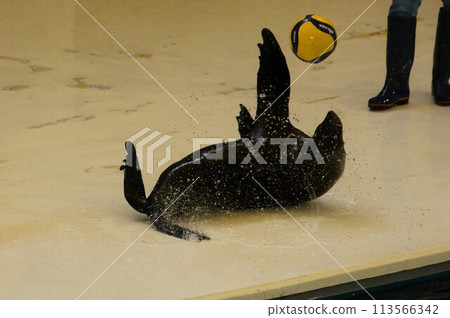 Playing with balls at the sea lion show Playing with balls at the sea lion show 113566342