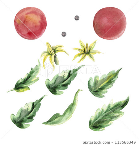 Set of tomatoes and leaves watercolor illustration isolated on white background for decoration, cards, printing 113566349