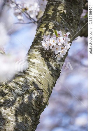 Cherry blossoms in full bloom Somei Yoshino 113566404
