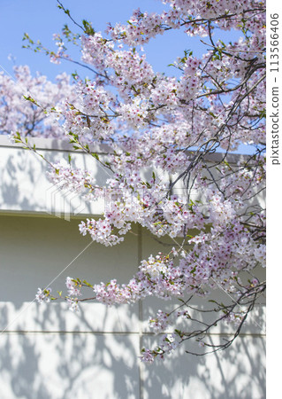 Cherry blossoms in full bloom Somei Yoshino 113566406