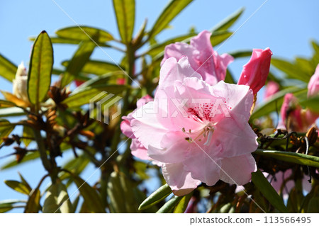 西方杜鵑花 113566495