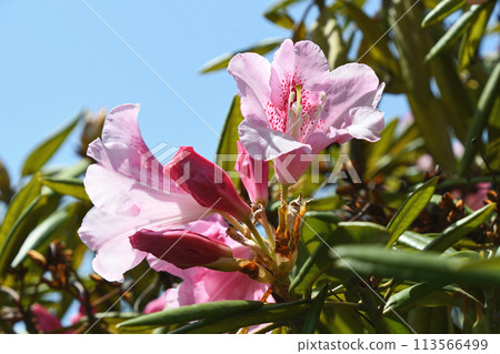 西方杜鵑花 113566499