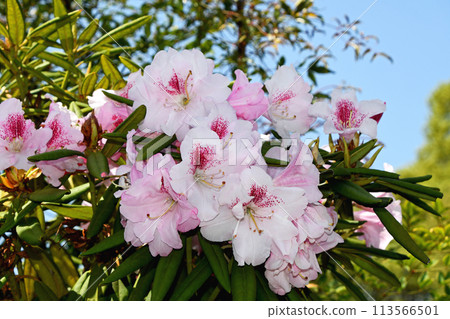 Western rhododendron 113566501