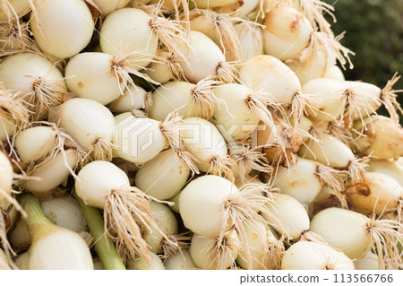 Washed farm heads of onions Washed farm heads of onions 113566766