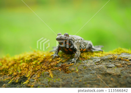 European fire-bellied toad bombina bombina, amphibian frog sits on branch animal moss in water wetland, endangered species of nature, fire bellied natural purity indicator, Europe 113566842