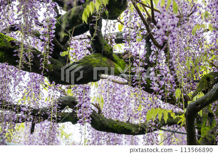 Wisteria flowers in Yamada Wisteria flowers in Yamada 113566890