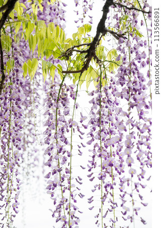 Wisteria flowers in Yamada Wisteria flowers in Yamada 113566891