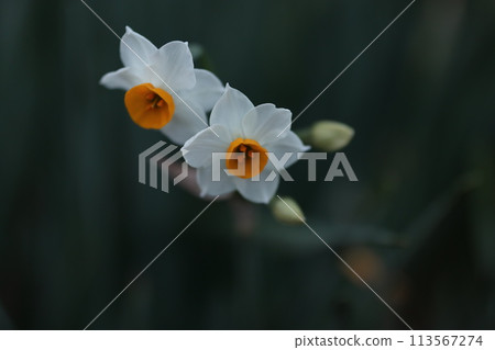一束束黃水仙的白花盛開在冬天的花床上 113567274