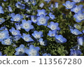 藍色粉蝶 113567280