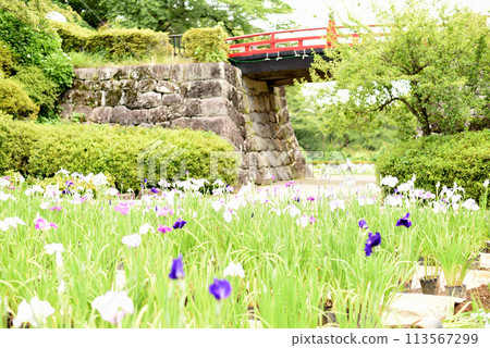 Iris Iris 113567299