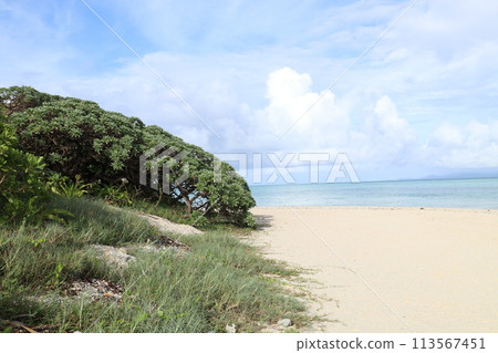 海、白沙灘和綠樹 海、白沙灘和綠樹 113567451
