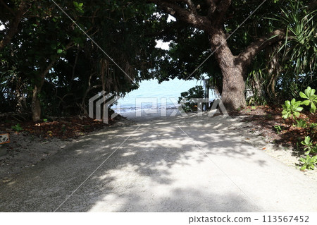 通往大海的路 通往大海的路 113567452