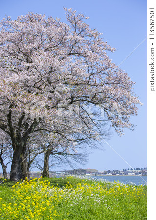 鳥取縣青島盛開的櫻花和小山池 113567501