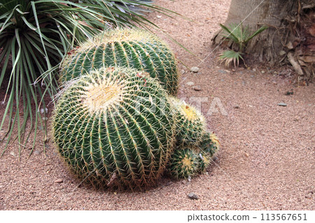 Big barrel cactus (Echinocactus grusonii) in decorative garden. Golden barrel cactus growing outdoor 113567651