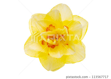 yellow narcissus flower isolated yellow narcissus flower isolated 113567717