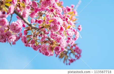 sakura flowers sakura flowers 113567718