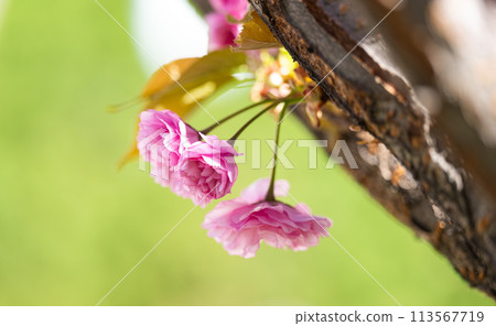 sakura flowers sakura flowers 113567719